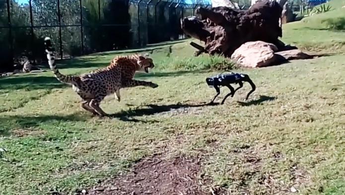 Robot dog’s Sydney Zoo adventure